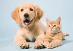 assurance animaux